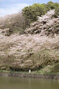 東京のお花見レストラン