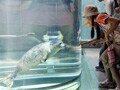 ユニークな展示方法で上野動物園を抜いた最北動物園　旭山動物園