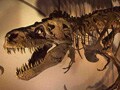 見逃せない恐竜博、世界一有名な恐竜“スー”を公開　10億円の