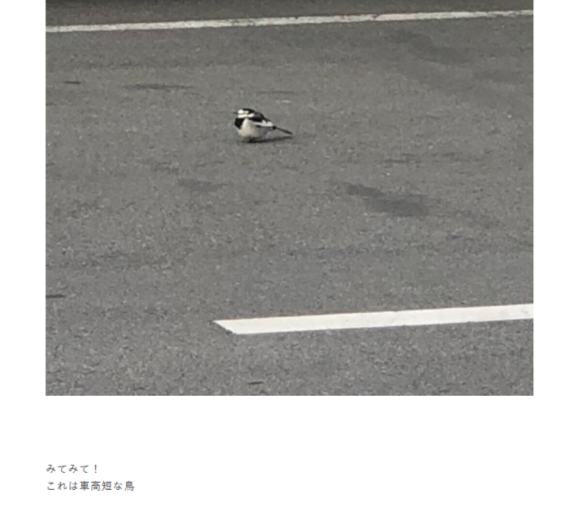 画像出典：乃木坂46公式ブログ