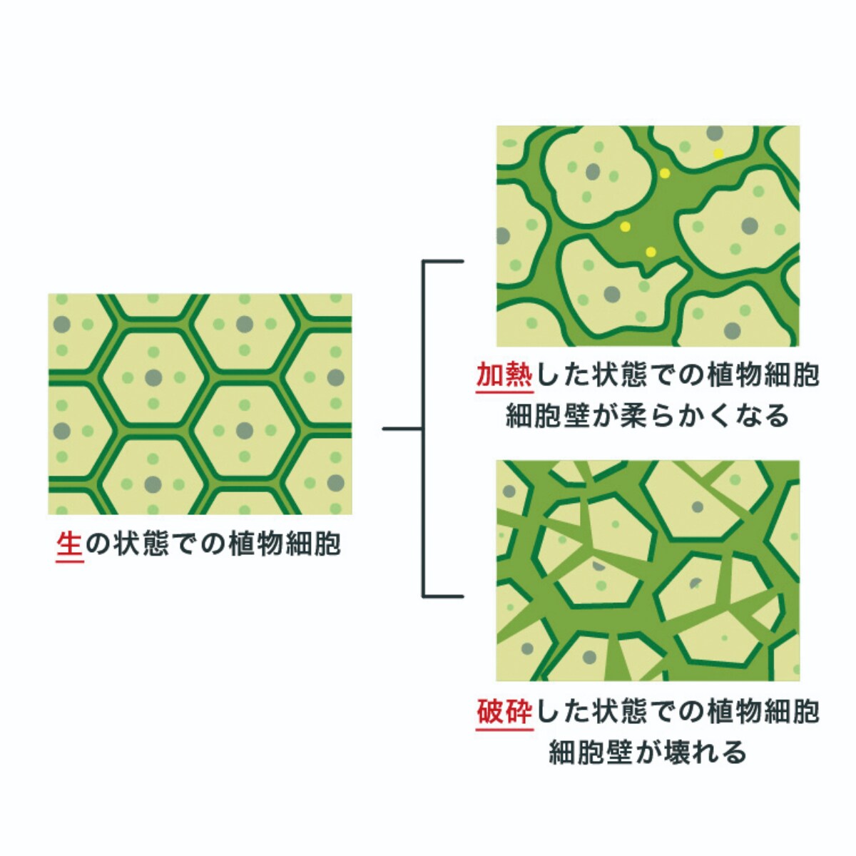 細胞壁を壊して吸収率を高める