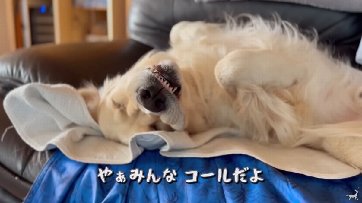 画像出典：YouTubeチャンネル「コール家～しあわせを運ぶ犬～」（@ImCallingYou）https://www.youtube.com/@ImCallingYou/videos