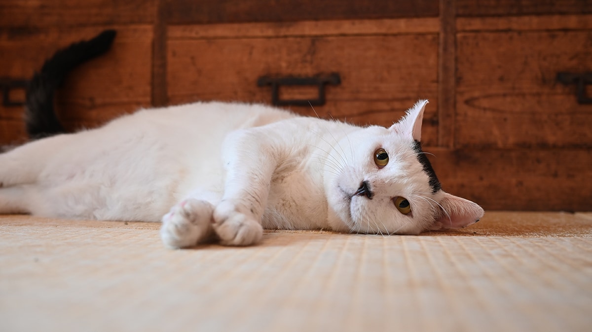 今では飼い主大好きで、いつもあとをついてまわります ※画像出典：『磯辺海苔男という猫』（辰巳出版）