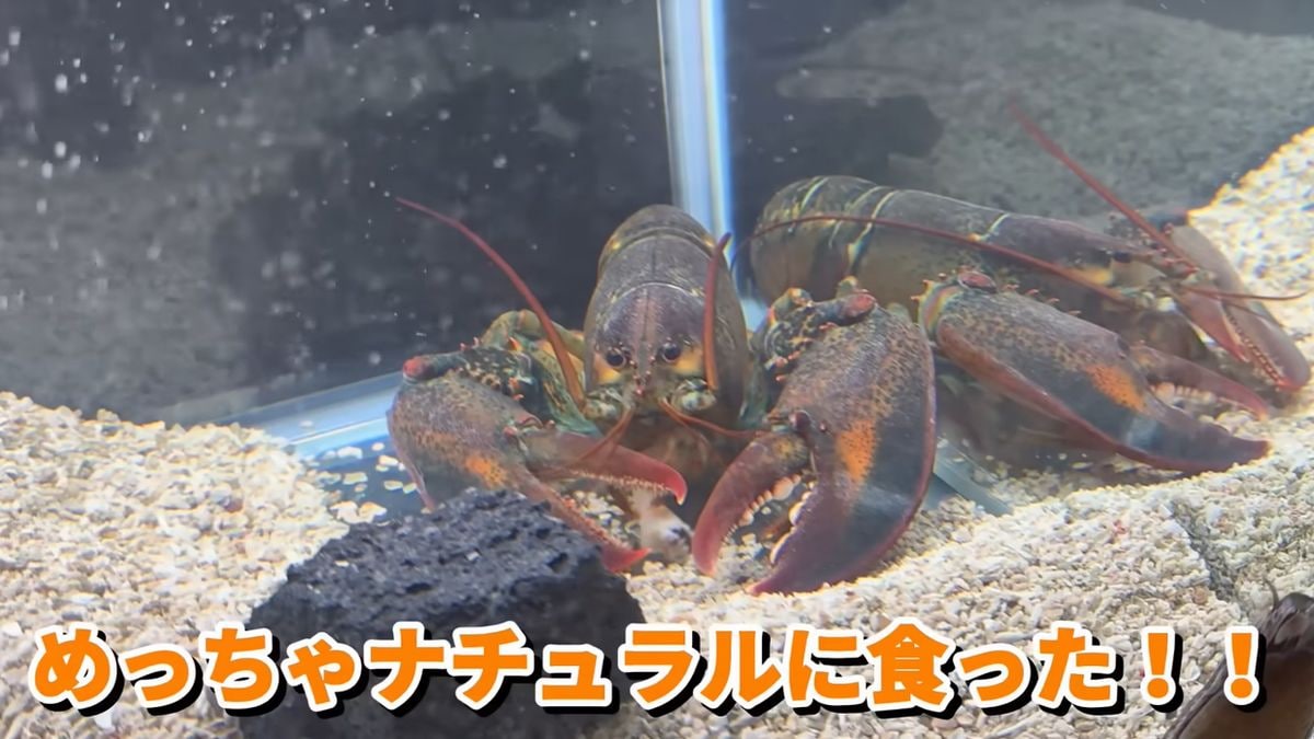 画像出典：YouTubeチャンネル「水ラーメン」（@waterramen）