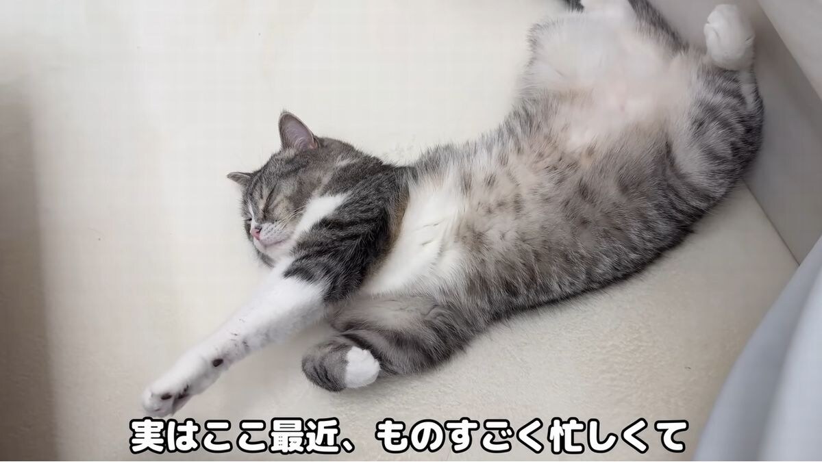画像出典：YouTubeチャンネル「もちまる日記」（@motimaru）
