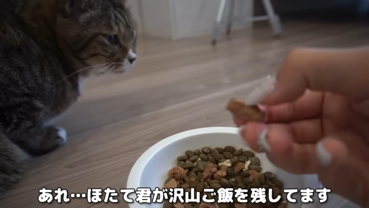 画像出典：「猫ですけどなにか？」公式YouTube（@猫ですけどなにか）