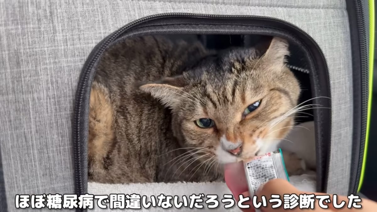 画像出典：「猫ですけどなにか？」公式YouTube（@猫ですけどなにか）