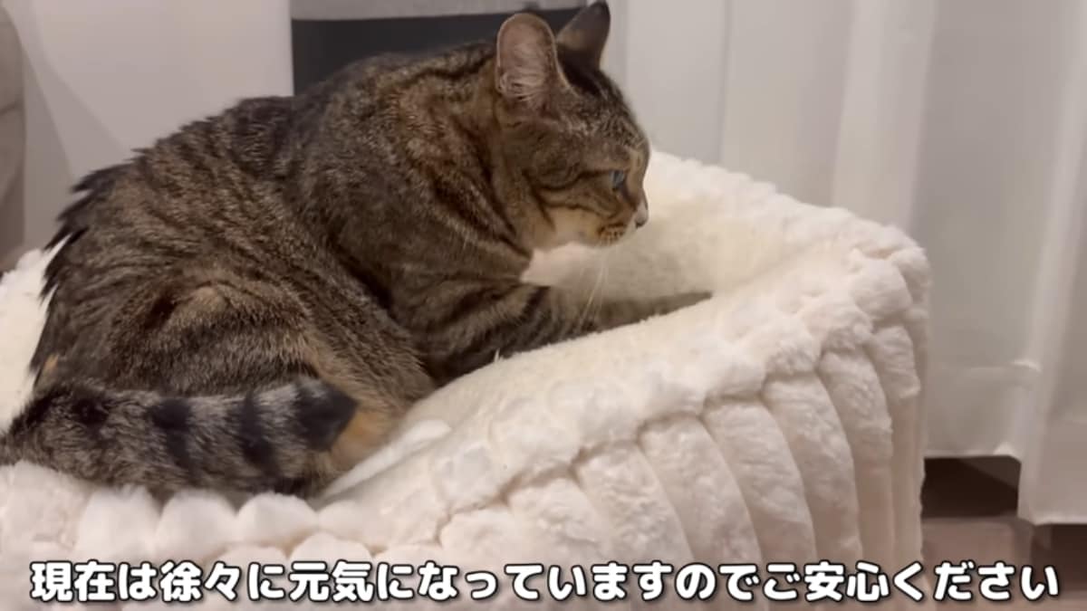 画像出典：「猫ですけどなにか？」公式YouTube（@猫ですけどなにか）