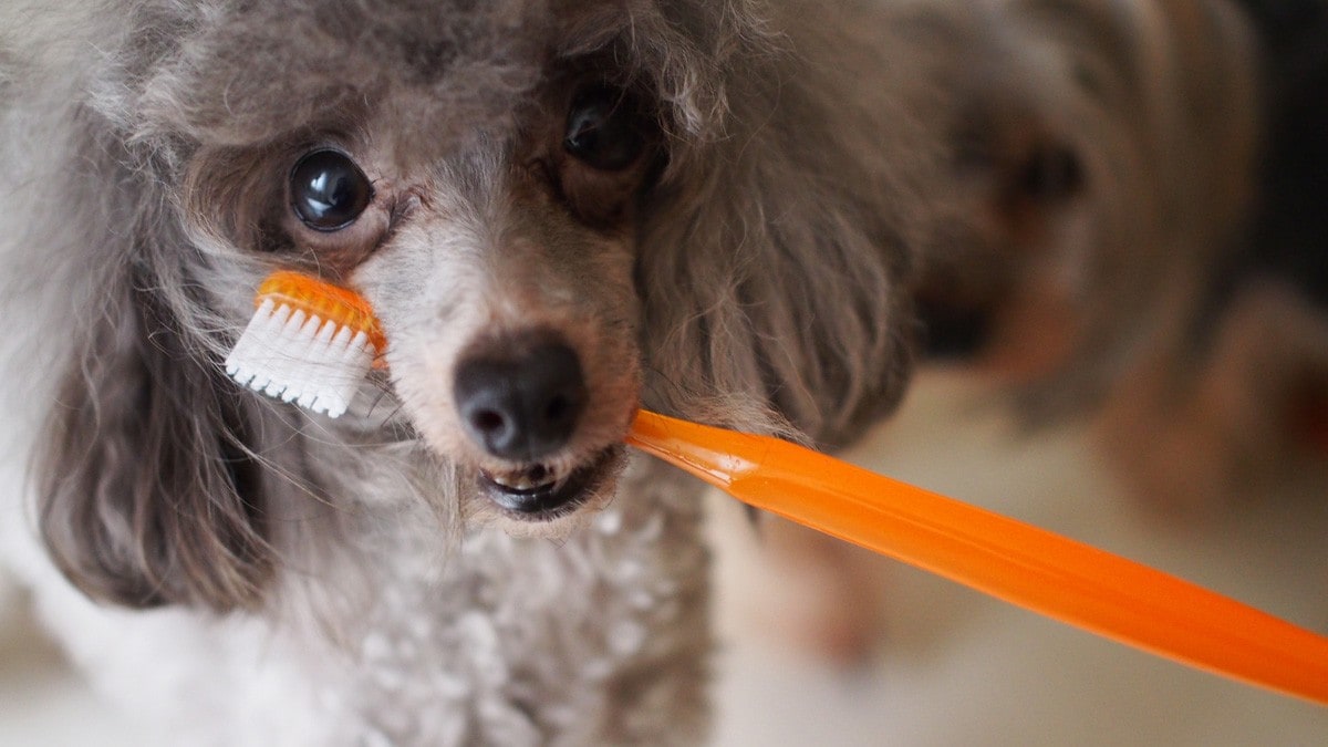429円 日本人気超絶の ミルクわん歯ブラシ デンタルケア 小型犬用