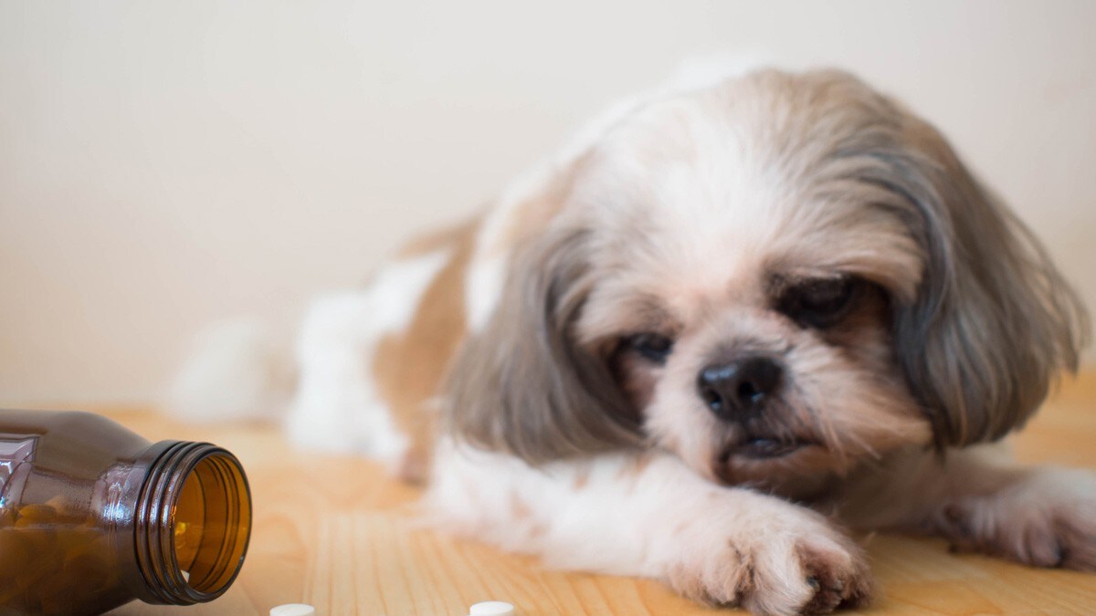 獣医師が選ぶ 愛犬の健康維持に役立つ犬用サプリメントおすすめ9選 Best One ベストワン