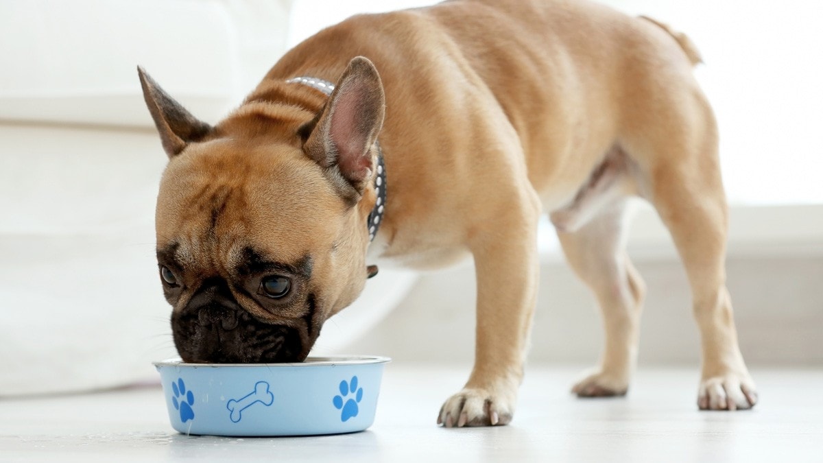 老犬がごはんを食べないときの対処法とおすすめサポートグッズ6選｜ゼリーや流動食も紹介