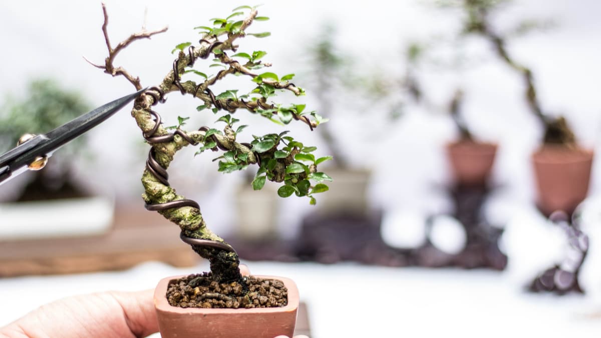 ミニ盆栽のおすすめ人気ランキング11選｜大定番の「松」は丈夫で初心者に最適な種類も！