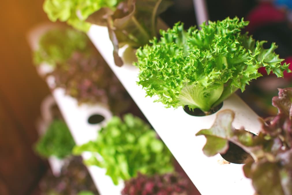 水耕栽培キットのおすすめ人気ランキング15選 自作のオリジナル空間で野菜を育てよう Best One ベストワン