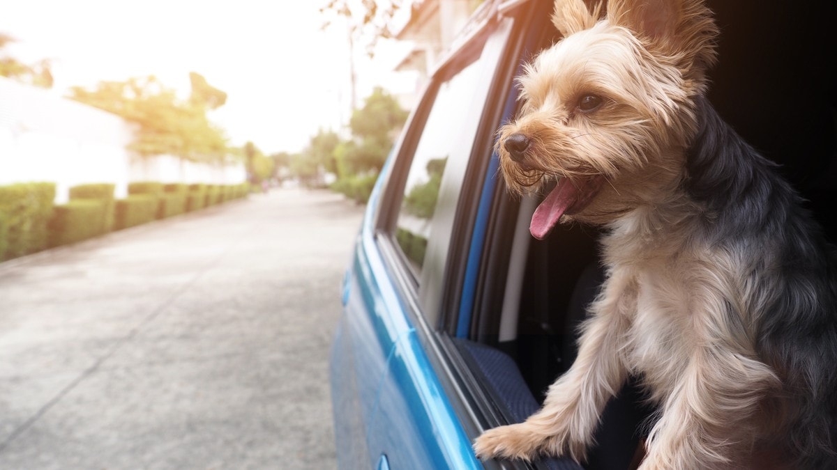 犬用ドライブボックスのおすすめ人気ランキング9選｜おしゃれなものや外が見えるタイプ、車酔い対策も紹介