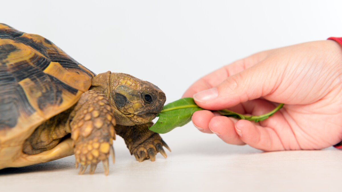 がん細胞は糖分を餌にするのでしょうか?