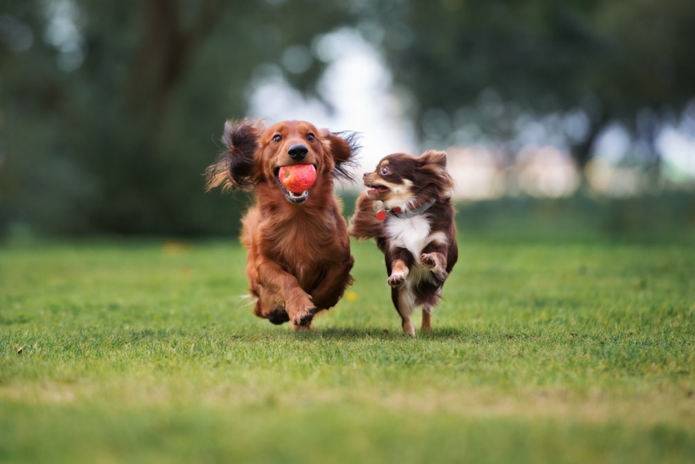 小型犬用おもちゃおすすめ人気ランキング12選 知育やストレス解消 留守番用にも 子犬が喜ぶボールや音が鳴るものも Best One ベストワン