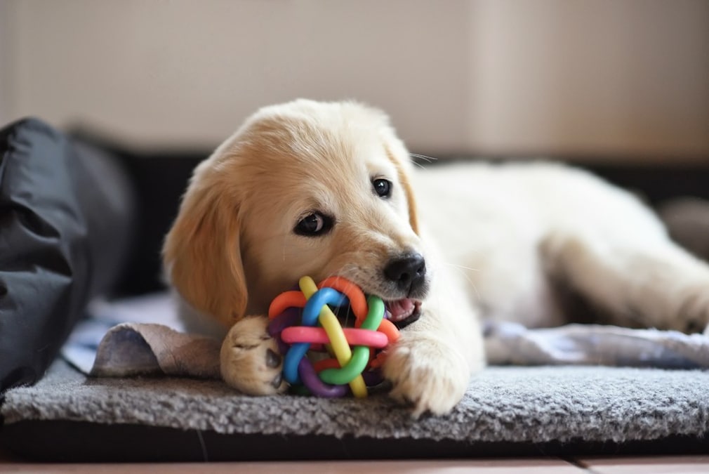 犬用留守番おもちゃの人気おすすめランキング11選｜安全で退屈させないものは？