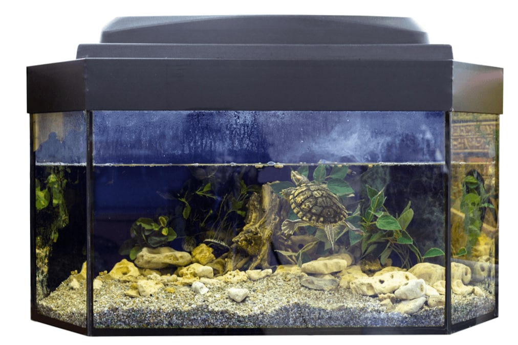 亀の水槽のおすすめ人気ランキング15選｜大きさは甲羅の3倍が目安！