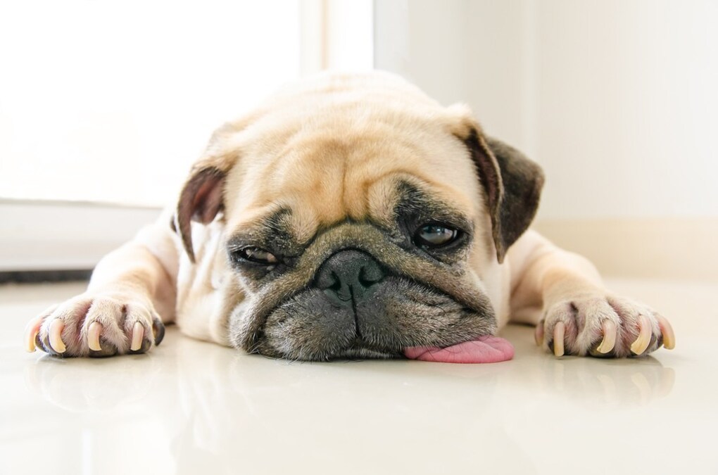 犬の口臭ケアグッズおすすめ30選 ガムやサプリメントが人気 原因に合わせた対策を Best One ベストワン