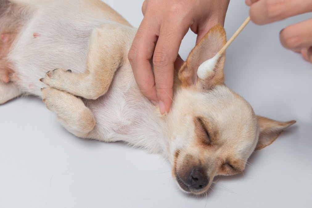 犬の耳掃除グッズおすすめ15選 洗浄液が人気 お手入れの仕方や頻度も解説 Best One ベストワン