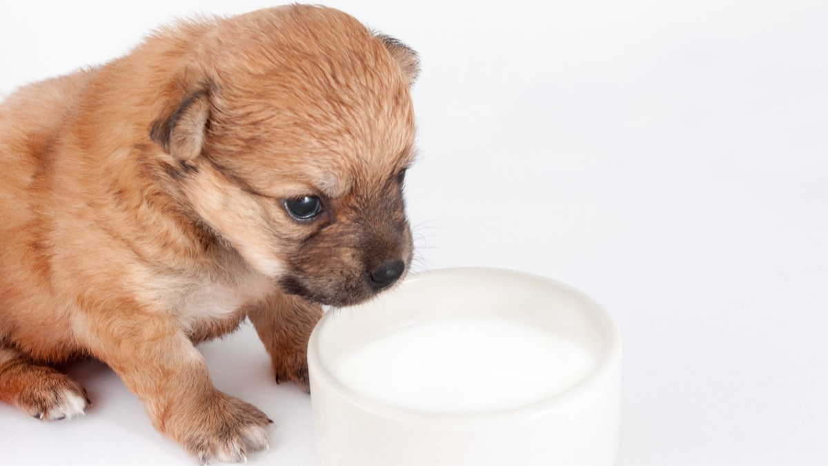 犬用ミルクのおすすめランキング17選｜ヤギミルクが人気！成犬や老犬の栄養補給にも