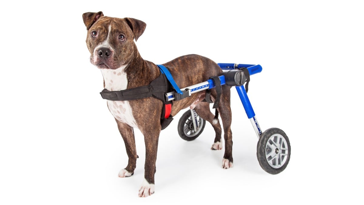 犬用車椅子のおすすめ10選｜老犬、リハビリ中のワンちゃんに！2輪・4輪は症状で選んで - Best One（ベストワン）