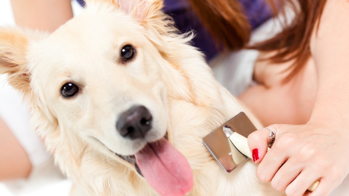 犬用ブラシのおすすめランキング17選 スリッカーブラシが人気 種類や使い方も解説 Best One ベストワン