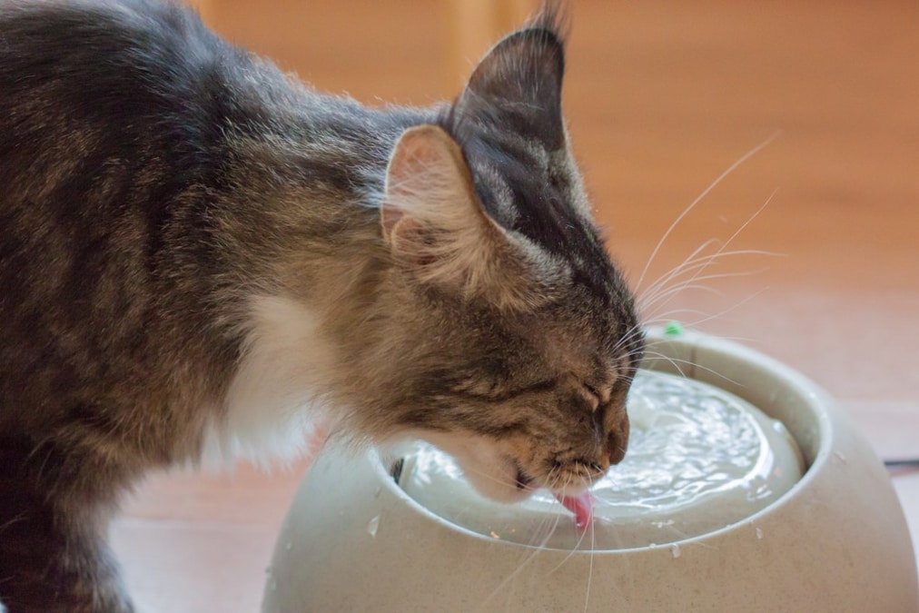 猫の飲み水は水道水でいい？獣医師が水分補給の方法や水を飲まないときの対処法を解説