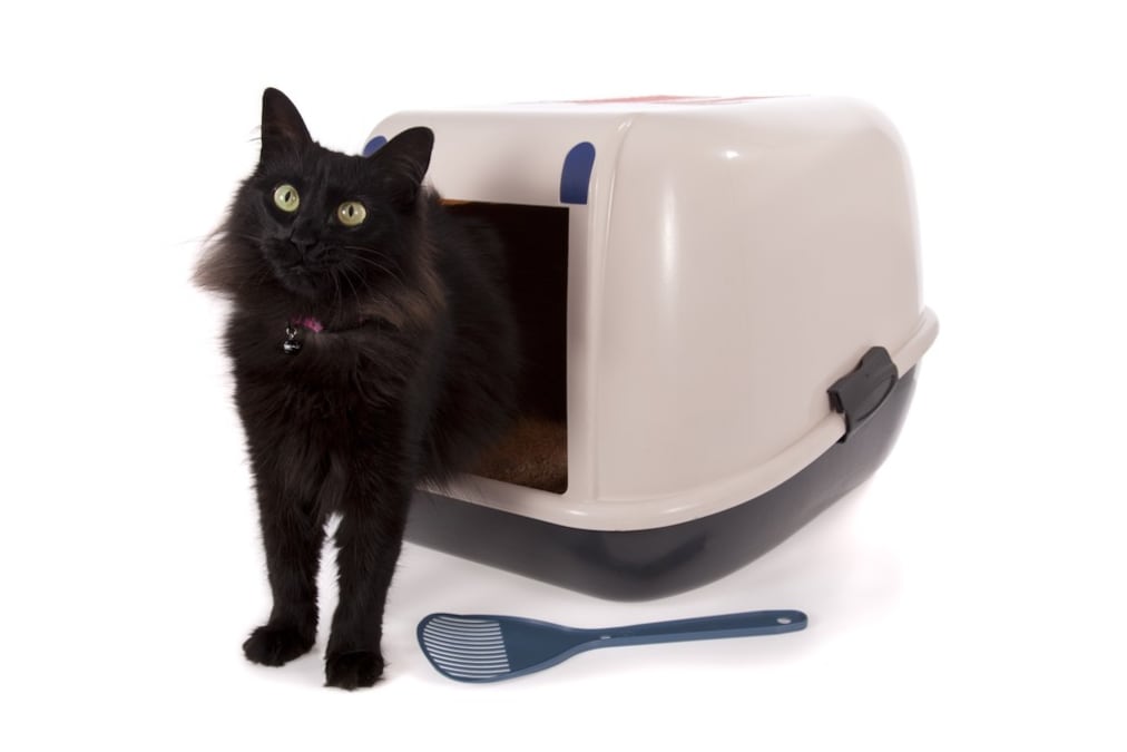 猫用システムトイレおすすめ人気ランキング10選 臭いを抑える 大型や全自動タイプも紹介 Best One ベストワン