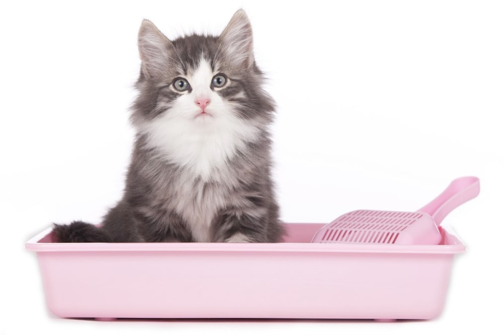 猫用トイレおすすめ10選 種類はどれがいい 獣医師が選び方を解説 Best One ベストワン