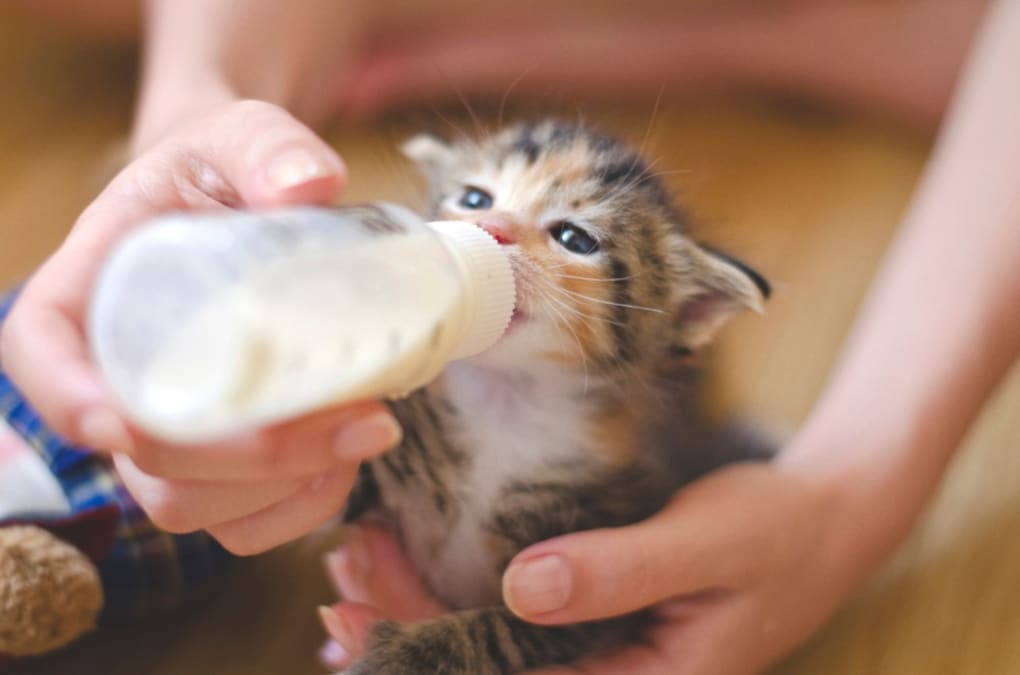 いつまで飲ませる 子猫のミルクの与え方と獣医師おすすめの子猫用ミルクも紹介 Best One ベストワン