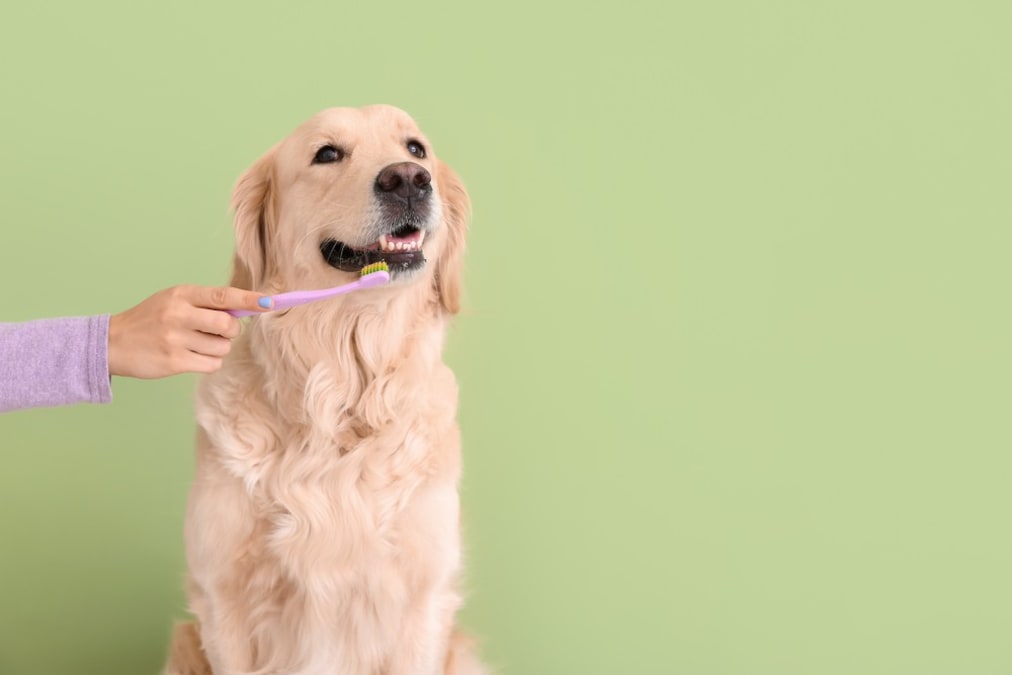 犬用歯磨き粉のおすすめ人気ランキング22選｜ジェルタイプや無添加のものなど紹介