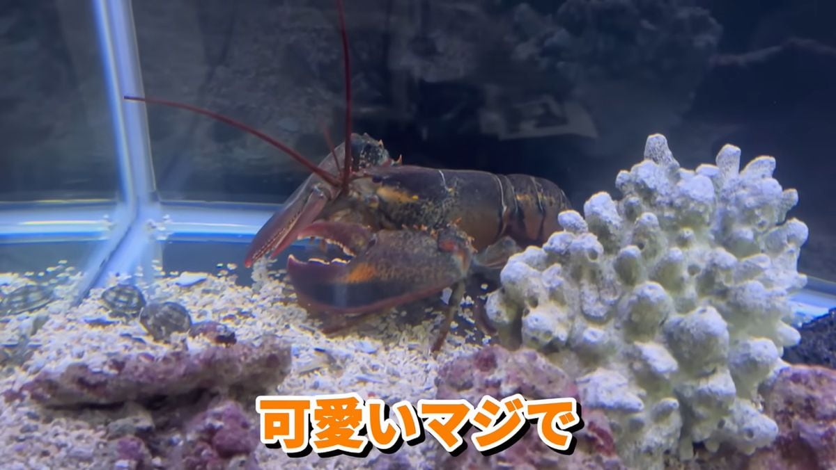 画像出典：YouTubeチャンネル「水ラーメン」（@waterramen）