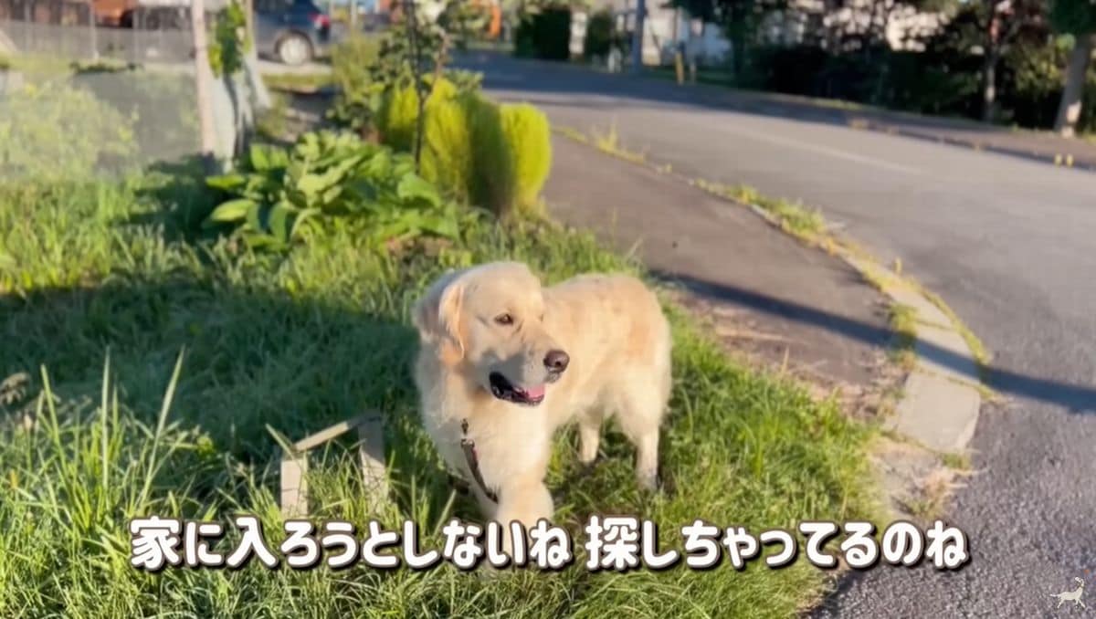 画像出典：YouTubeチャンネル「コール家～しあわせを運ぶ犬～」（@ImCallingYou）