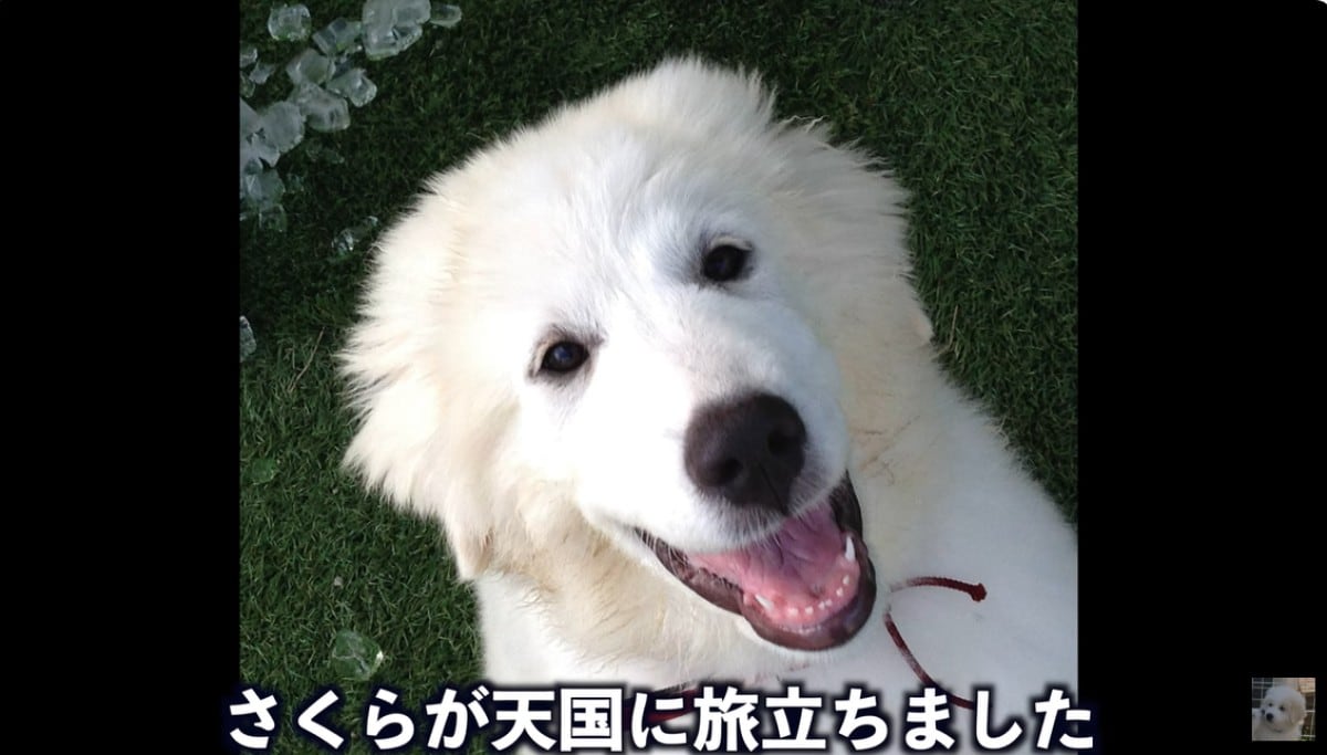 画像出典：ぴれちゃんねる（@PyreChannel）