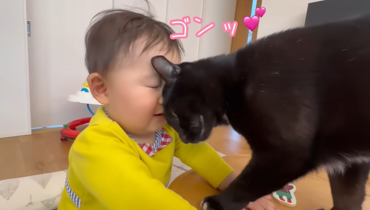 はーちゃんねる保護猫赤ちゃん