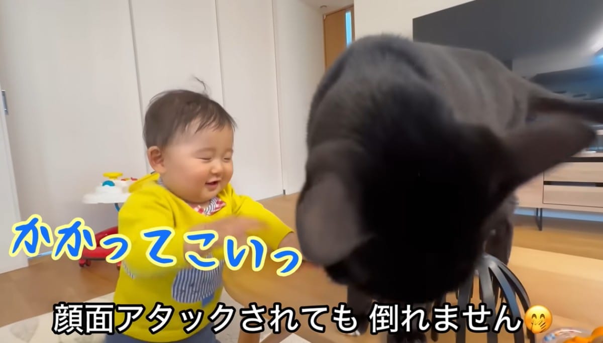 画像出典：はーちゃんねる【保護猫と暮らす家】（@Hogoneko-hachannel）