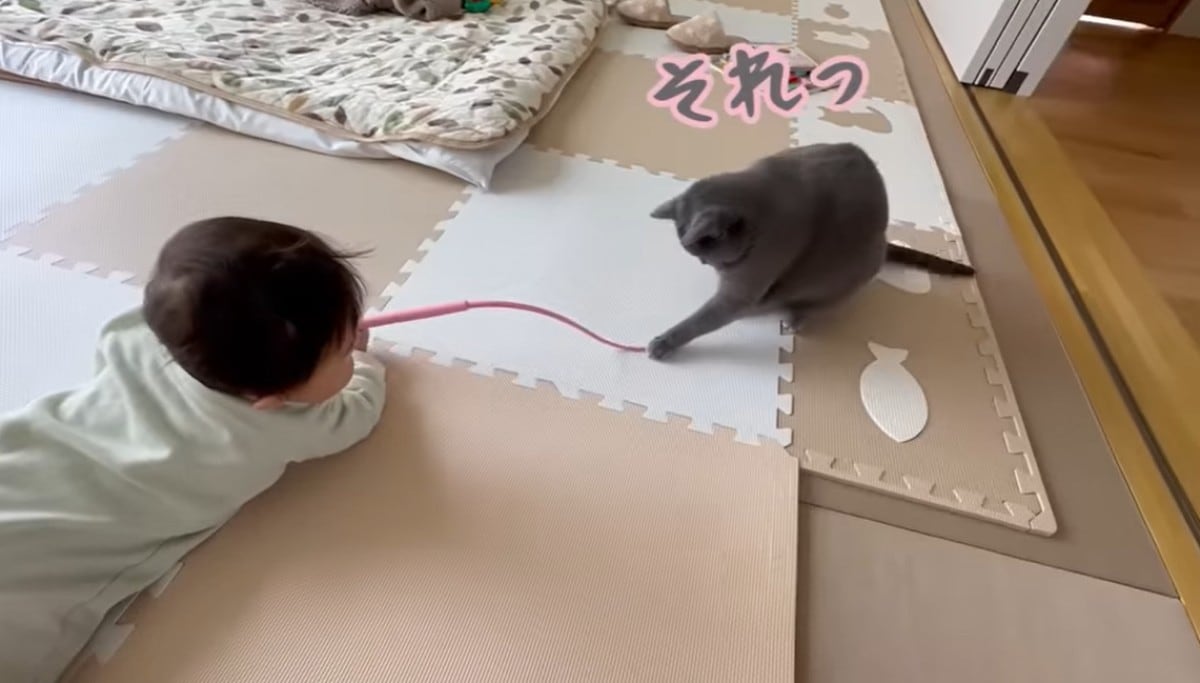 はーちゃんねるYouTube保護猫赤ちゃん