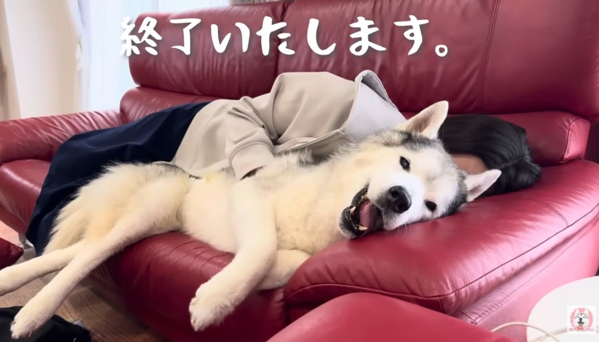 プピプピ文太YouTubeチャンネル