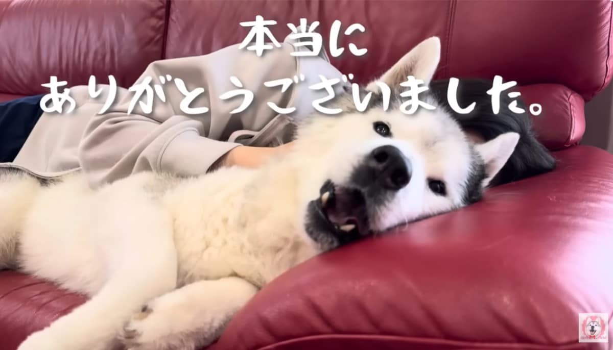 プピプピ文太YouTubeチャンネル