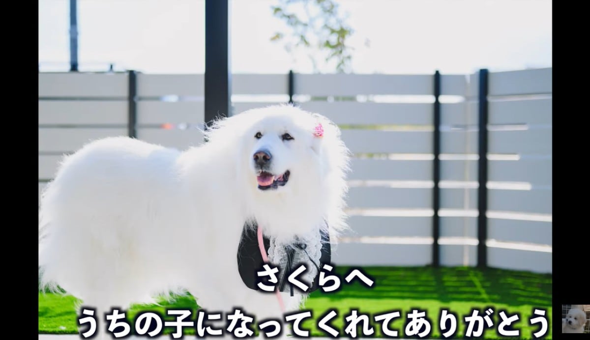 画像出典：ぴれちゃんねる（@PyreChannel）