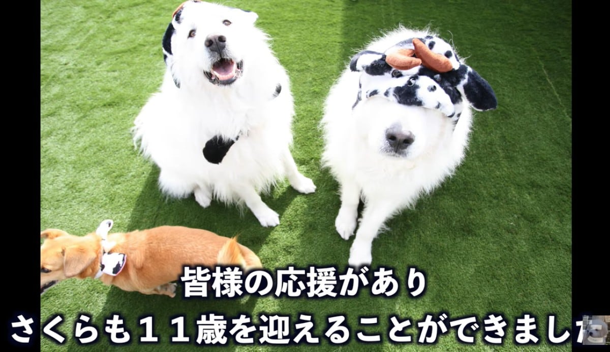 画像出典：ぴれちゃんねる（@PyreChannel）