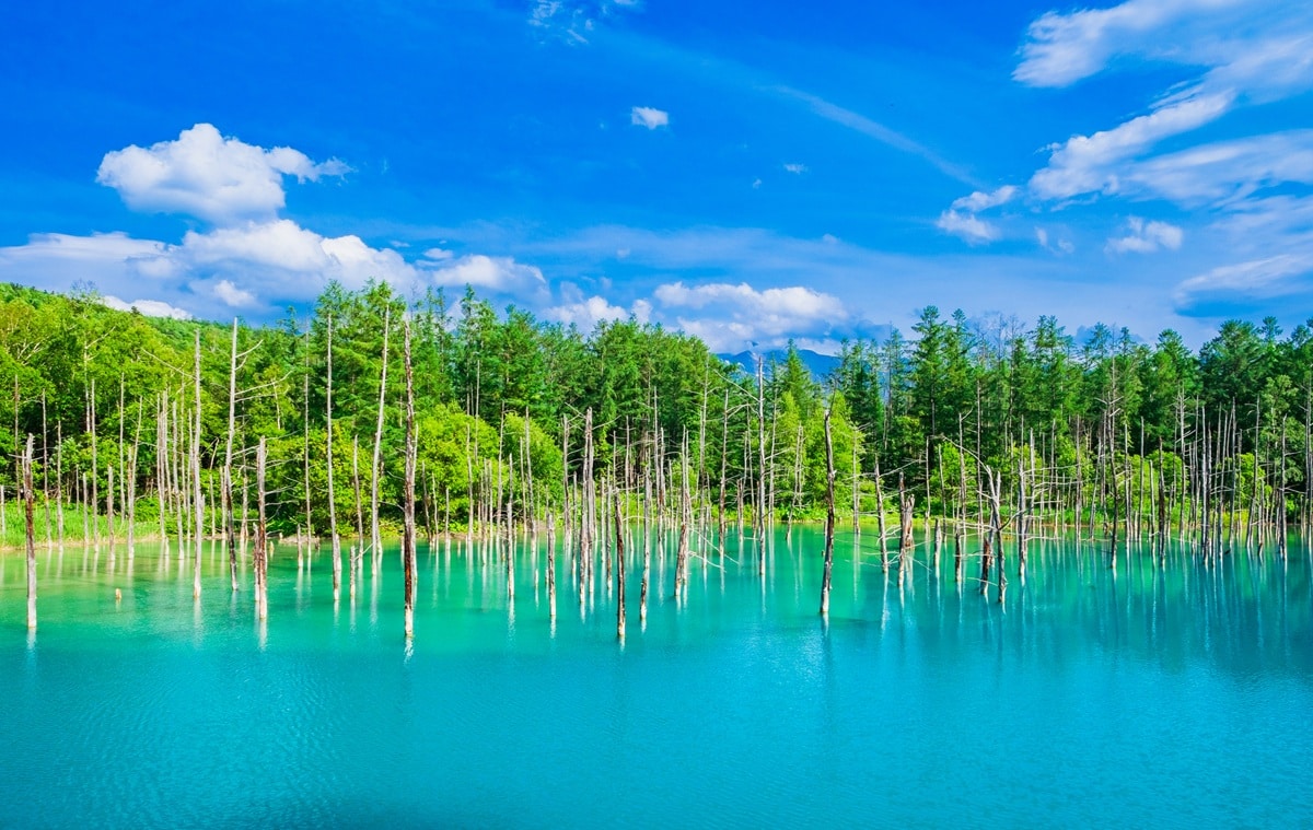 好き＆行ってみたい「北海道の森林浴スポット」ランキング