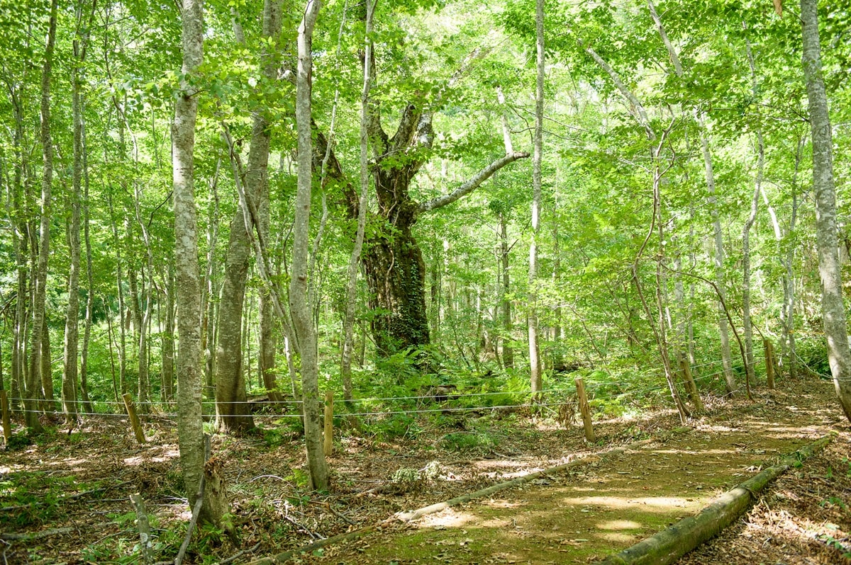 好き＆行ってみたい「秋田県の森林浴スポット」ランキング