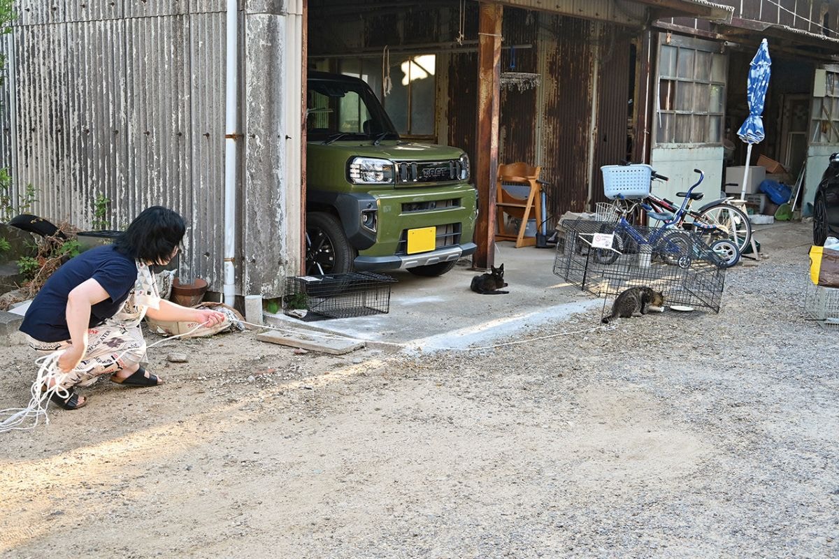 「ドロップ式」と呼ばれる捕獲器を使います。広めのケージの中にごはんを置き、片側を上げて猫を中へ誘導。猫の全身がケージに入ったら、ヒモを引いてケージを落として捕獲します。※画像出典：『磯辺海苔男という猫』（辰巳出版）