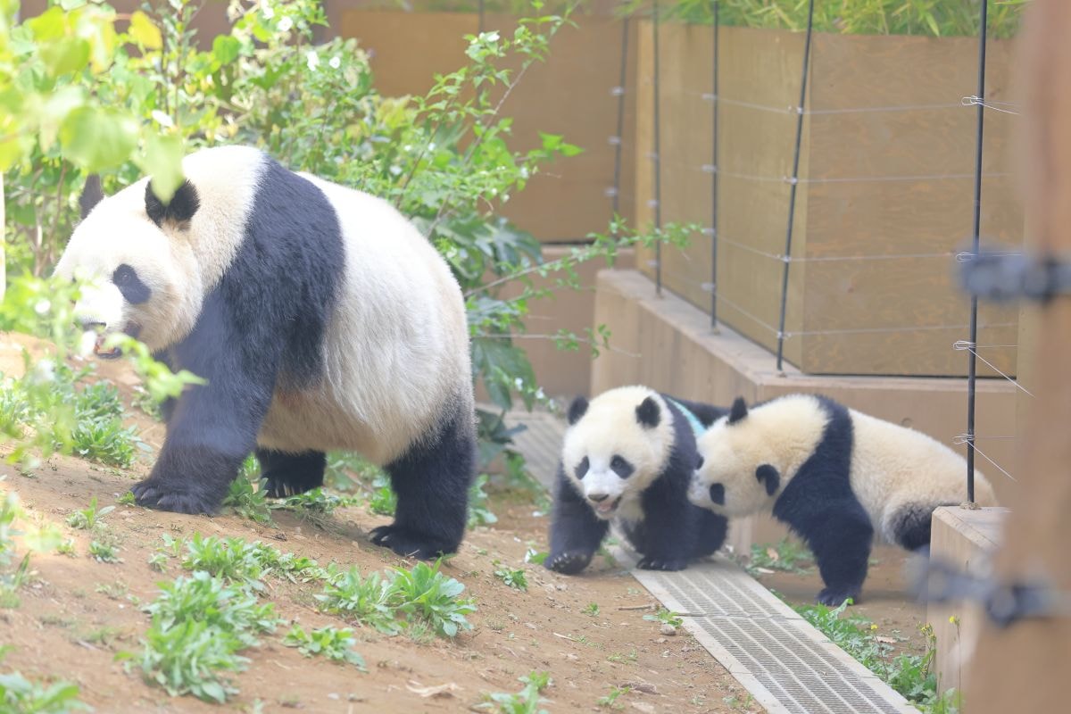 シャオシャオ,レイレイの双子と母親のシンシン