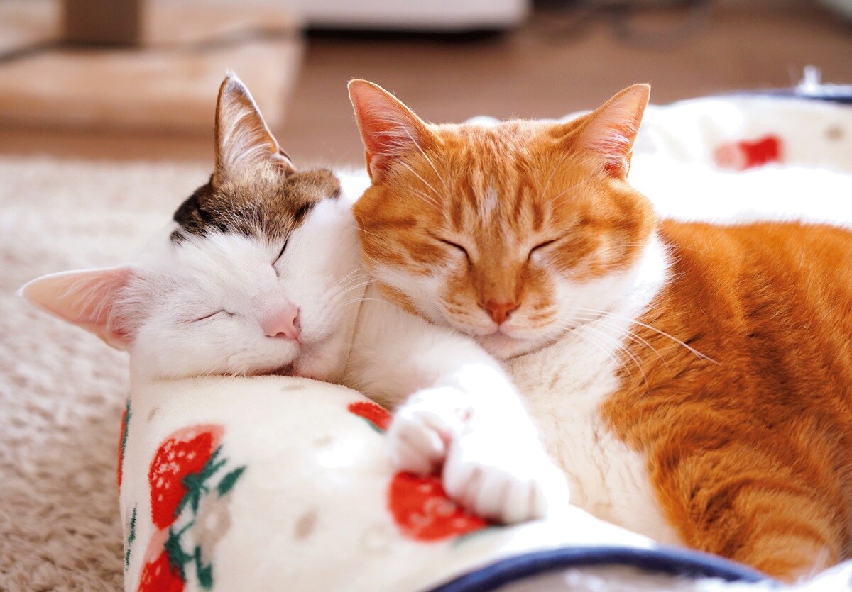 画像出典：『2026ねこのナナちゃん・ポンちゃんカレンダー』（辰巳出版）