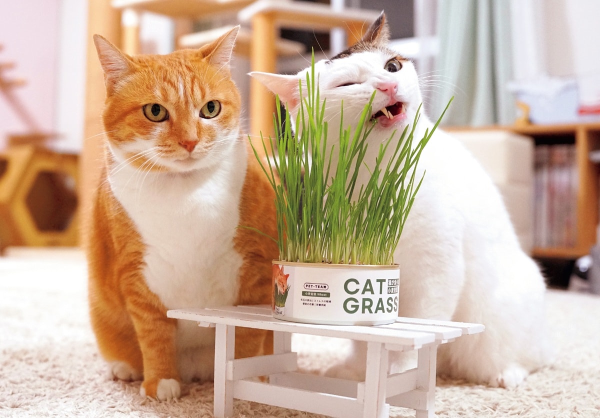 画像出典：『2026ねこのナナちゃん・ポンちゃんカレンダー』（辰巳出版）