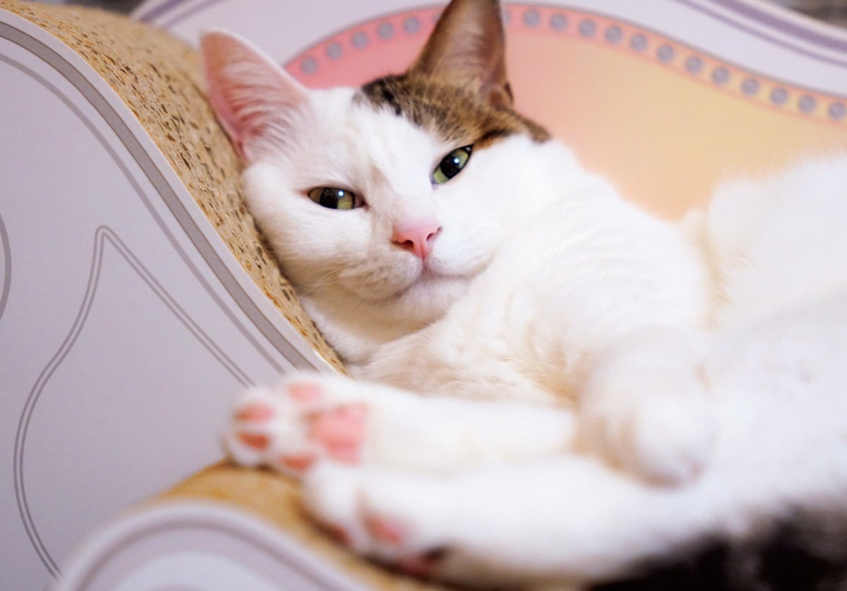 画像出典：『2026ねこのナナちゃん・ポンちゃんカレンダー』（辰巳出版）