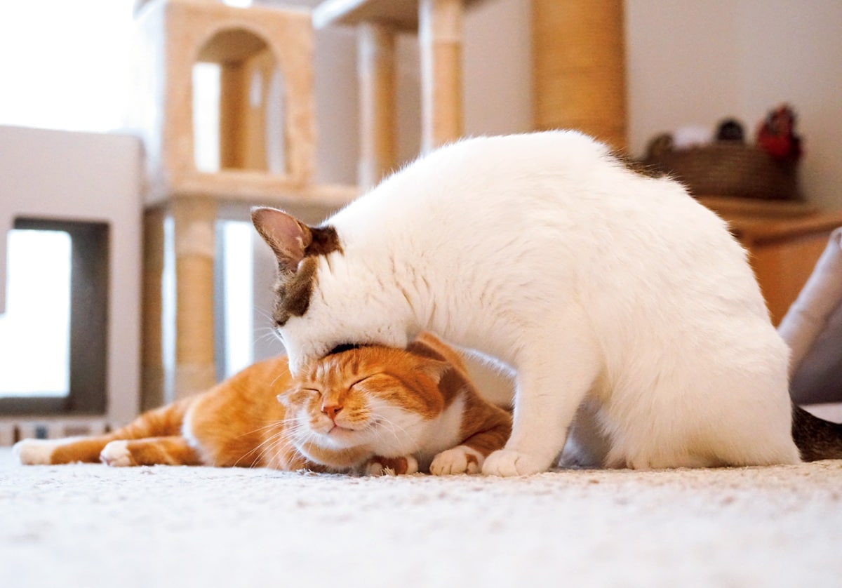 画像出典：『2026ねこのナナちゃん・ポンちゃんカレンダー』（辰巳出版）